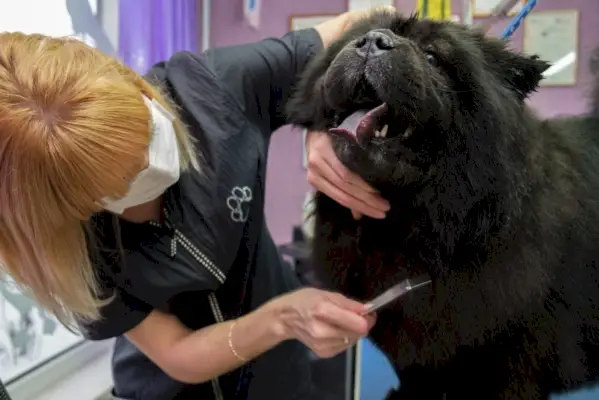 professzionális ápoló fogmosó chow chow kutya