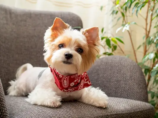 catelus-caine-biewer-Yorkshire-terrier_Svetlana_Khoruzhaia_shutterstock