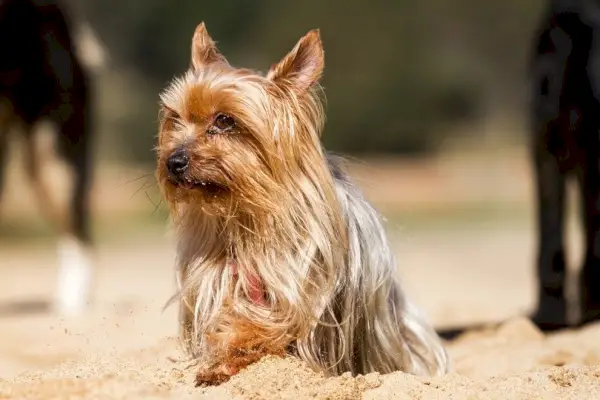 Câine Yorkshire Terrier stând pe nisip