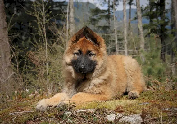 Shiloh Shepherd Puppy estirat a terra