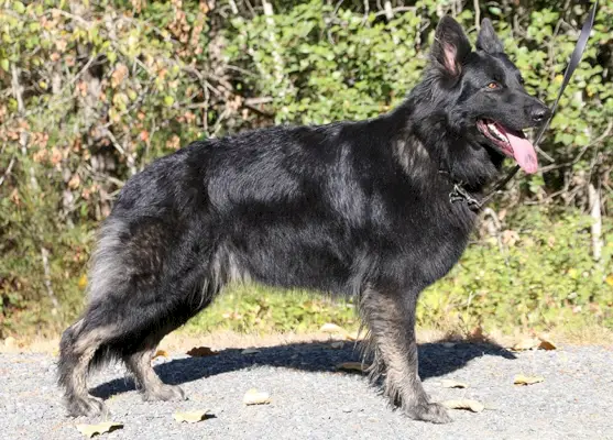 Black Sable Shiloh Pastor amb corretja
