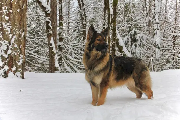 Shiloh Shepherd dempeus a la neu