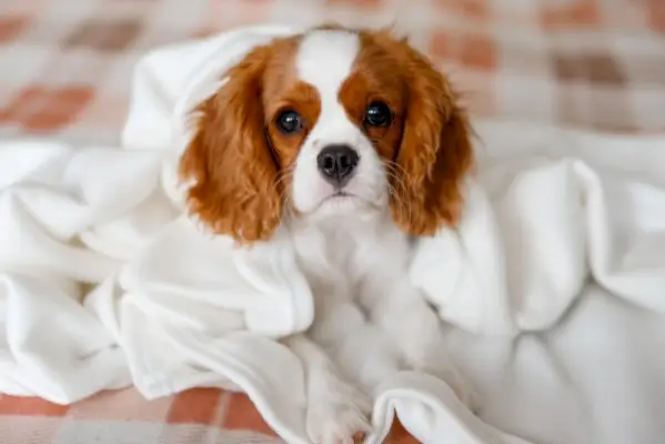 Cavalier King Charles Spaniel perro cerrar cachorro