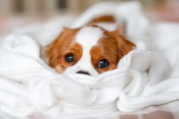 Cachorro Cavalier King Charles Spaniel yace en una manta blanca