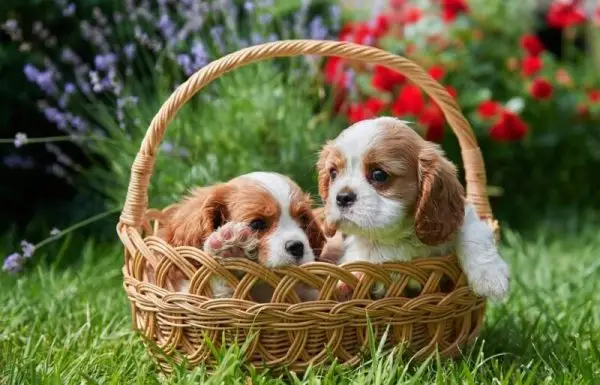 dos pequeños y lindos cachorros cavalier king charles spaniel de taza de té están sentados en una canasta de mimbre