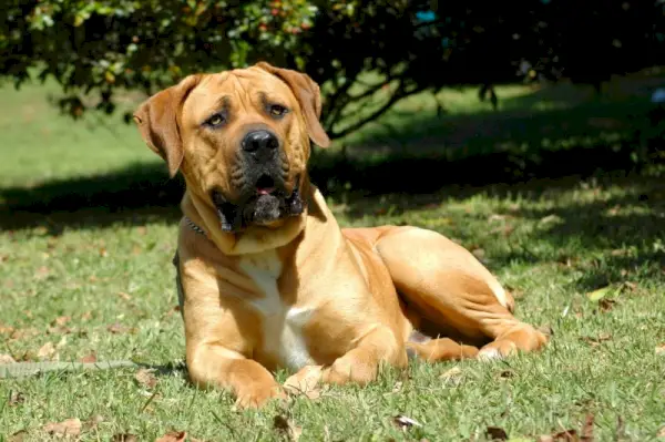 boerboel pes ležiaci na tráve