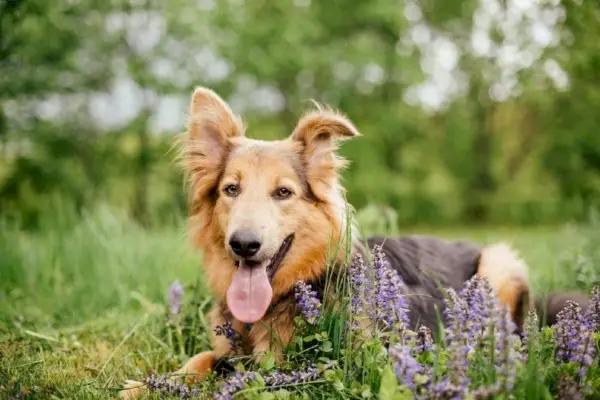 смесена порода бордър коли и немска овчарка