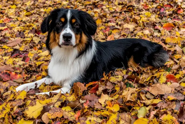 Miniatyr, amerikansk, herde, hund, porträtt kvinna