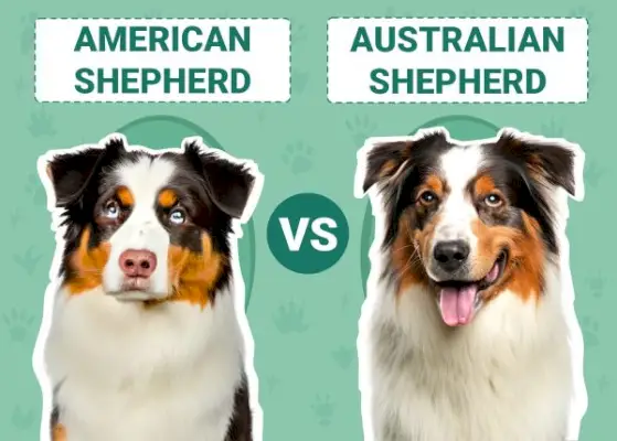 amerikansk-herde-vs-australisk-herde