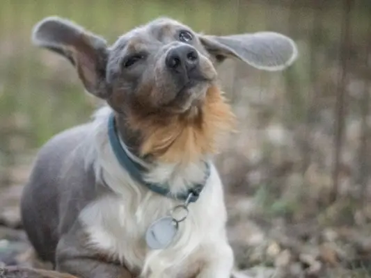 kék tacskó megrázta a fejét