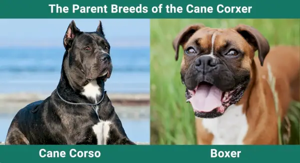 Las-razas-padres-del-Cane-Corxer-escalado-2