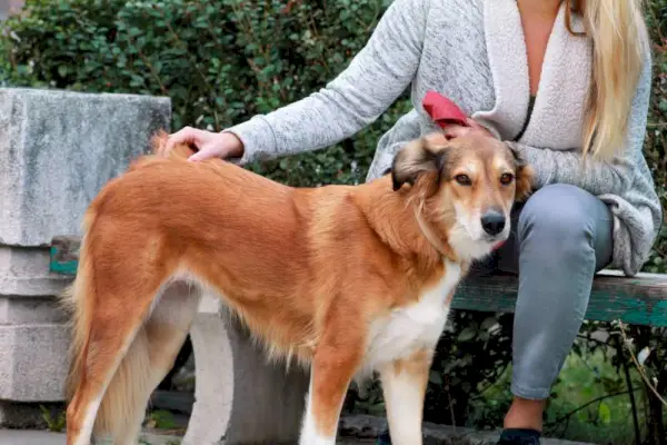 Gyönyörű lány a shetlandi juhászkutyájával ül és pózol a kamera előtt a fapadon a városi parkban