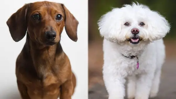 Doxie-Chon (Bichon Frise taksų mišinys): nuotraukos, informacija, priežiūra ir kt.