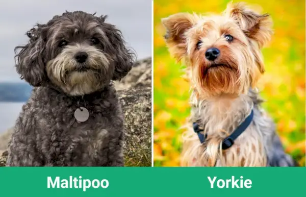 Maltipoo срещу Yorkie Визуални разлики