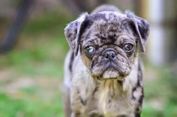 Filhote de Pug Merle com um olho azul