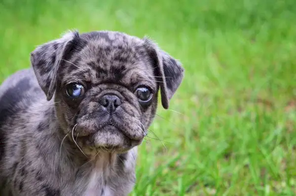 Filhote de Merle Pug com um olho parcialmente azul olhando para a câmera
