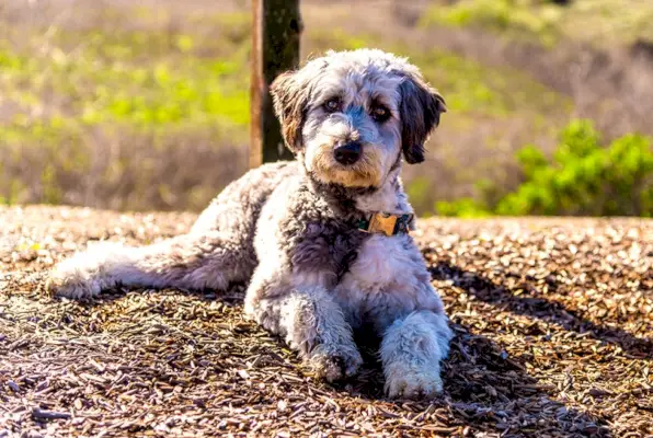 Aussiedoodle