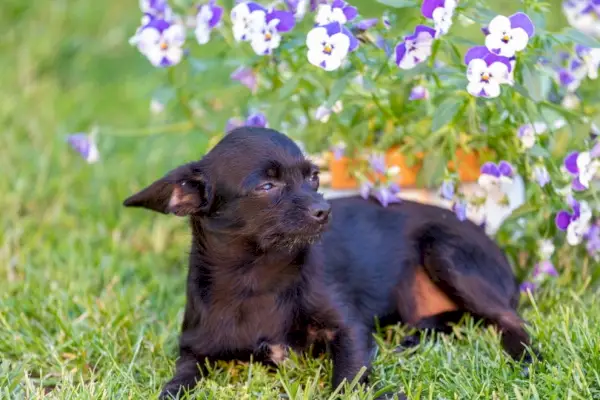 gos xipu_Vincent Scherer_Shutterstock