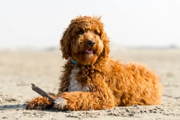 irish doodle in sand_Joca de Jong_Shutterstock