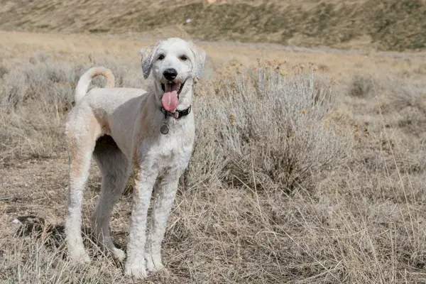 flandoodle en un camp