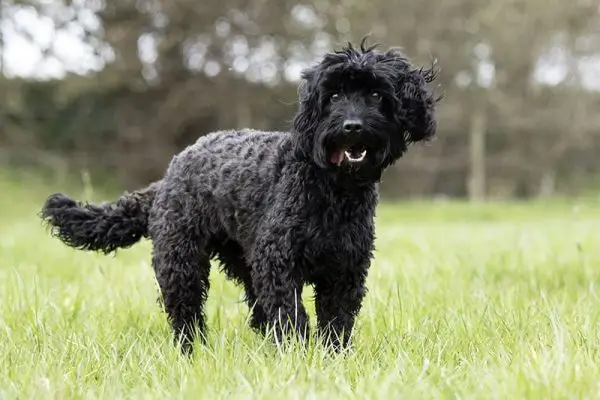 Black Cockapoo al camp