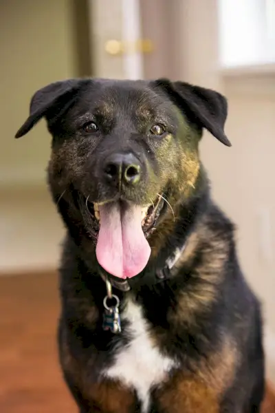 изблиза акита ротвајлер мешан пас у затвореном