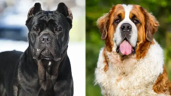Raza de perro mestiza Cane Corso San Bernardo: información, imágenes, cuidados y más