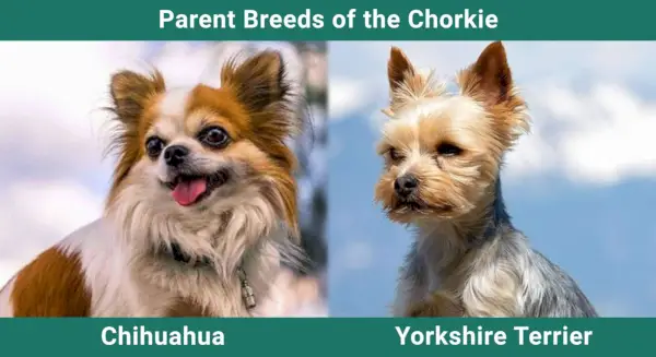 Parent_breeds_Chorkie