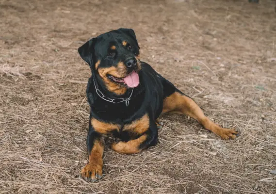 patelė vokiečių rotveilero