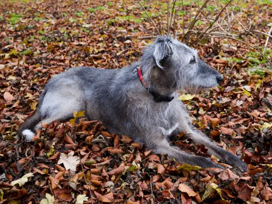 cachorro lurcher cinza deitado