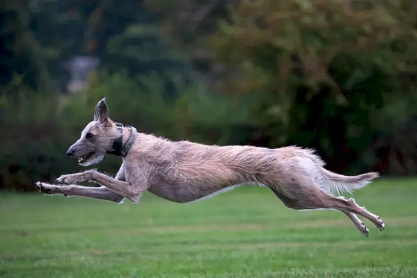 Cachorro Lurcher correndo em alta velocidade