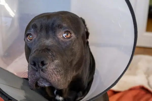 Pitbull triste usando uma casquinha