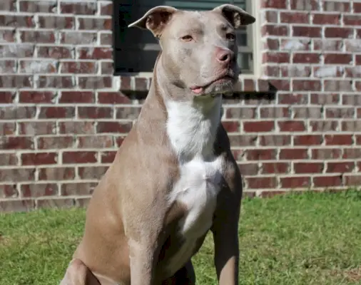 ピットブル_PawsitivelySpoiled5_Pixabay