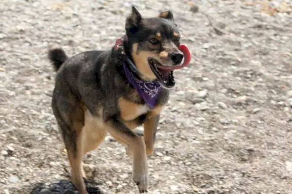 El rescat de Husky Rotweiller de raça mixta amb bandana juga a l'exterior