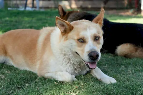 Gos de raça mixta Husky Corgi
