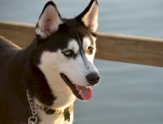 10 mélanges de Husky courants : images, faits et histoire