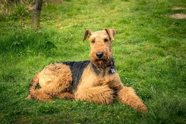 Airedale Terrier ár: Mennyibe kerülnek? 2024-es útmutató