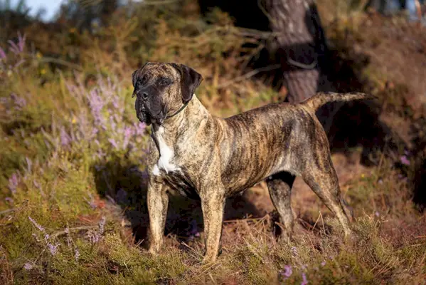 Presa Canario fajtatiszta kutya