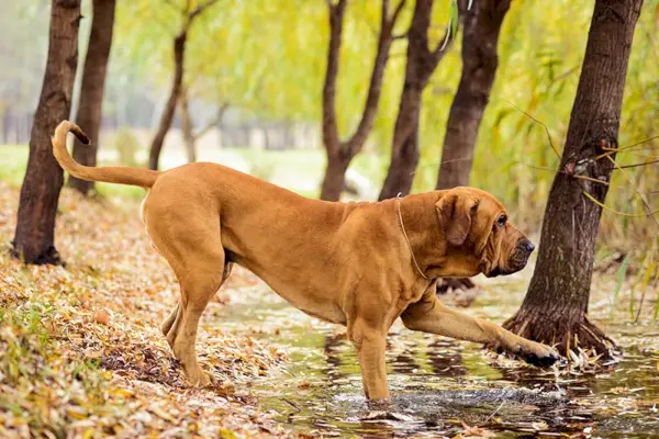 Felnőtt Fila Brasileiro