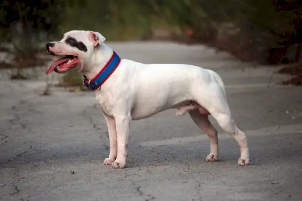 Amerikai staffordshire terrier