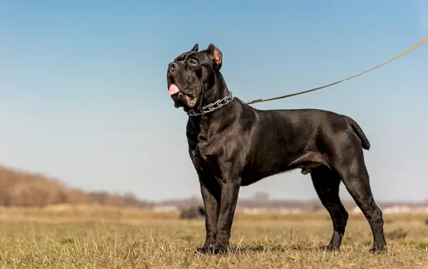 cane corso gallérral és pórázzal