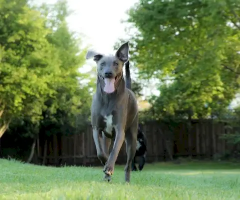 niebieski koronkowy pies na zewnątrz