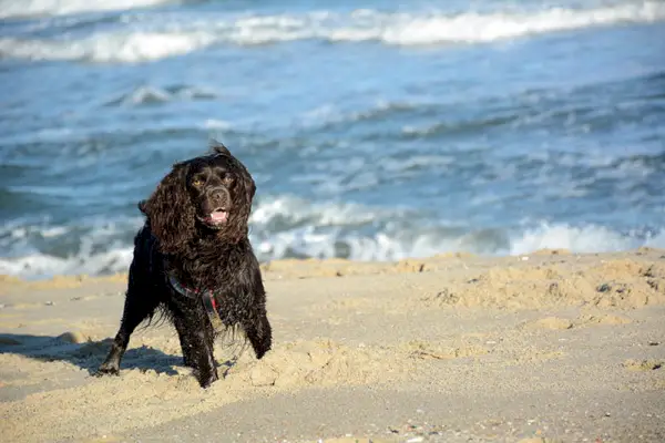 Boykin-spaniël op een leeg strand