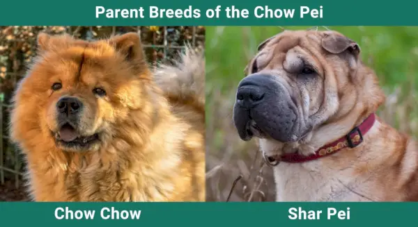 Roditeljske_pasmine_Chow-Pei