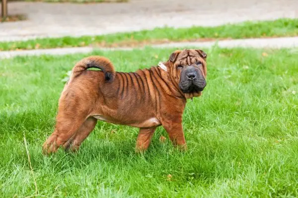 Chow Pei (Mješavina Shar Pei & Chow Chow): Slike, informacije, njega i više