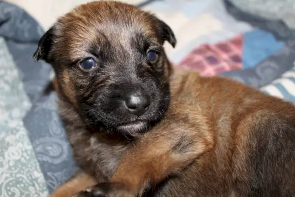 Deutscher Schäferhund-Laborwelpe