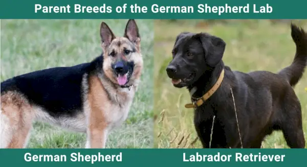 Parent_breeds_Deutsches Schäferhund-Labor