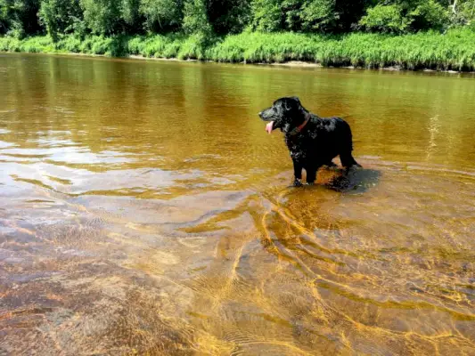 Schwarzer Labrador und Deutscher Schäferhund-Mischling stehen auf einer Sandbank