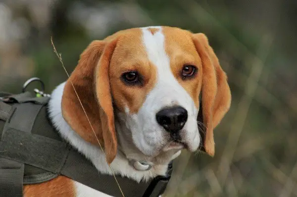 ハミルトンストヴァーレ