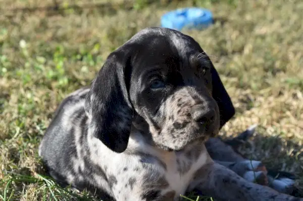 trefärgad-renrasig-amerikansk-leopard-hund_Dee-Dalasio_shutterstock